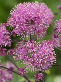 Thalictrum (Ruit) My Little Favourite