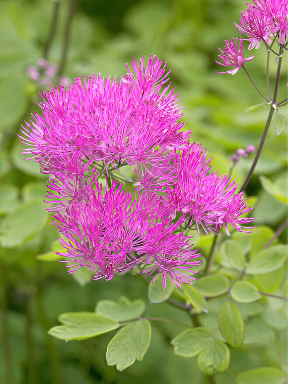 Thalictrum Thundercloud - Ruit Vaste planten