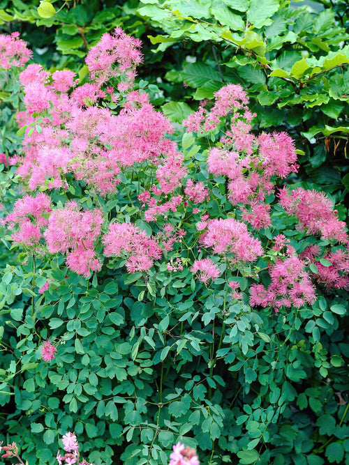 Thalictrum Thundercloud Vaste planten ruit