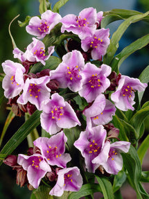 Eendagsbloem (Tradescantia) Bilberry Ice