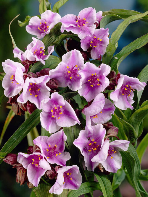 Eendagsbloem (Tradescantia) Bilberry Ice vaste planten bestellen