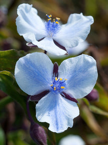 Eendagsbloem (Tradescantia) Merlot Clusters