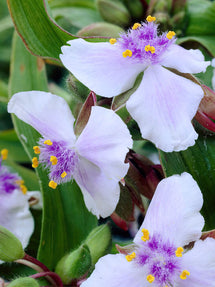 Eendagsbloem (Tradescantia) Osprey