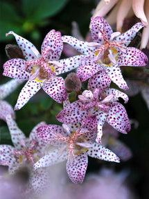 Tricyrtis Formosana (Paddenlelie)