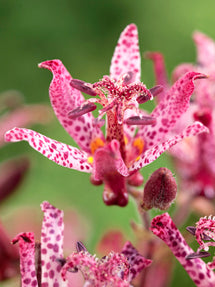 Tricyrtis Macropoda (Paddenlelie)