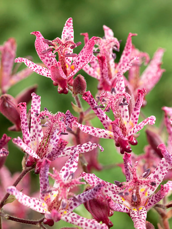Buy Tricyrtis Macropoda (Toad Lily) for Spring Shipping to UK