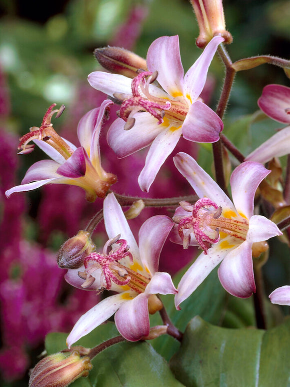 Tricyrtis Taiwan Adbane Paddenlelie