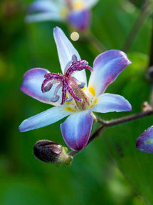 Tricyrtis Taiwan Adbane (Paddenlelie)