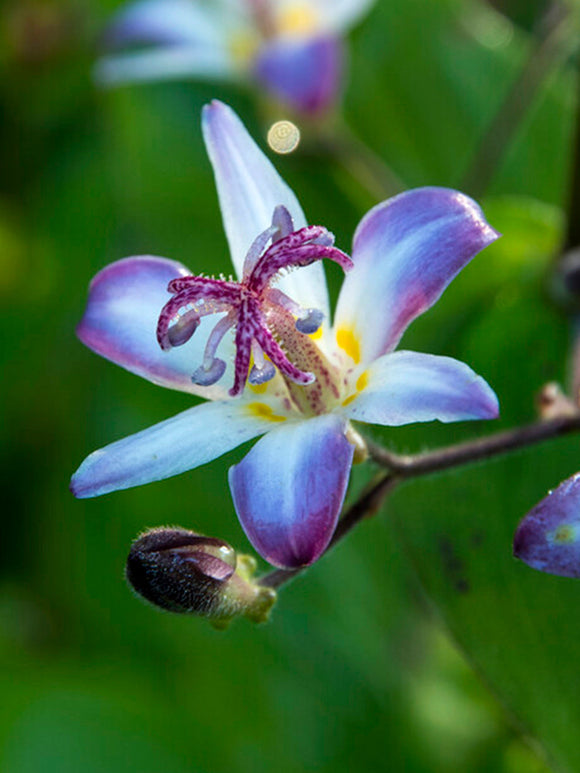 Tricyrtis Taiwan Adbane Paddenlelie