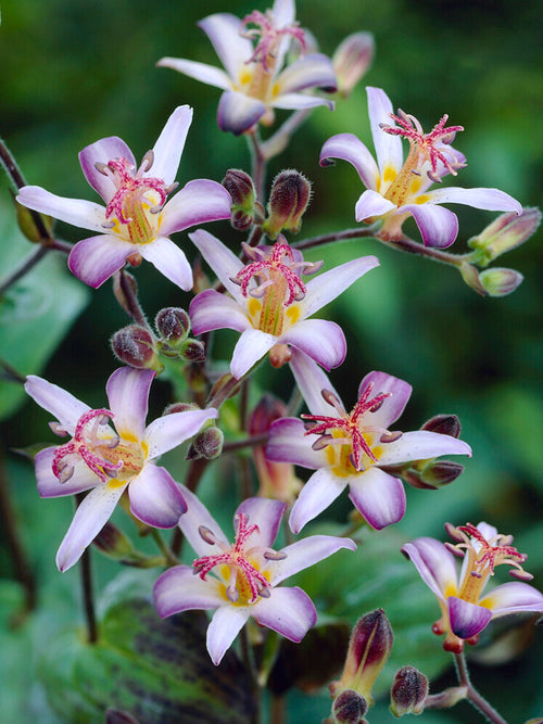 Tricyrtis Taiwan Adbane Paddenlelie