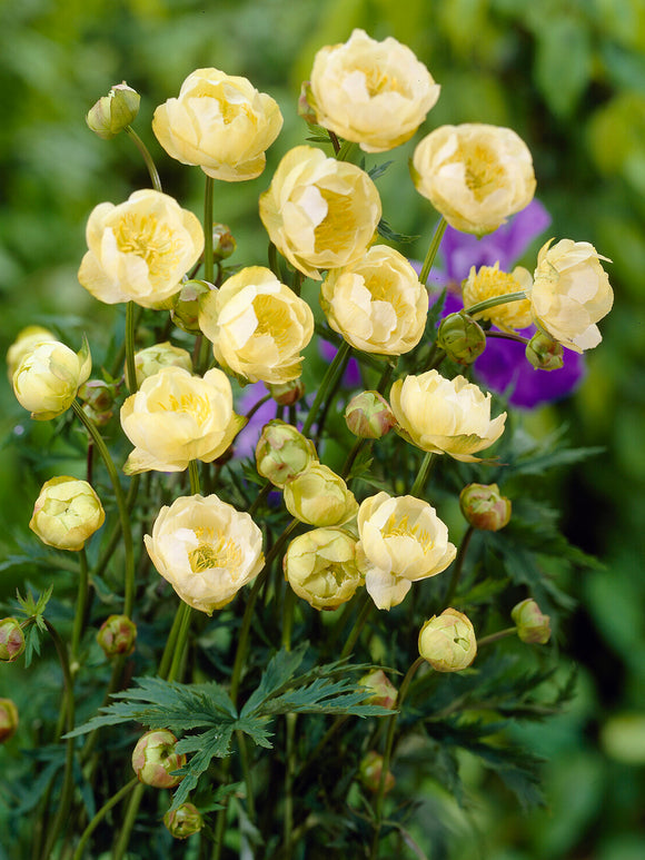 Trollius 'Cheddar' met botergele bloemen