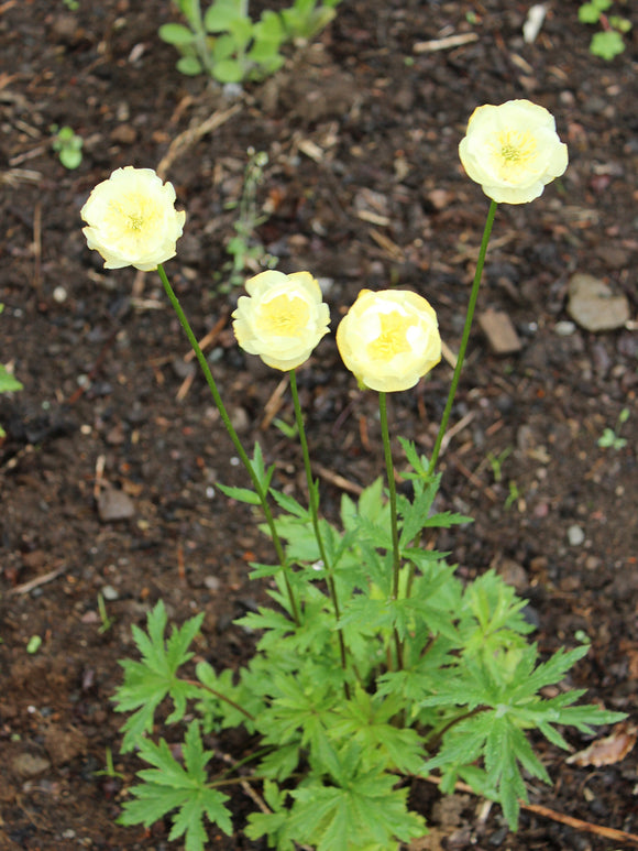 Trollius 'Cheddar' in bloei