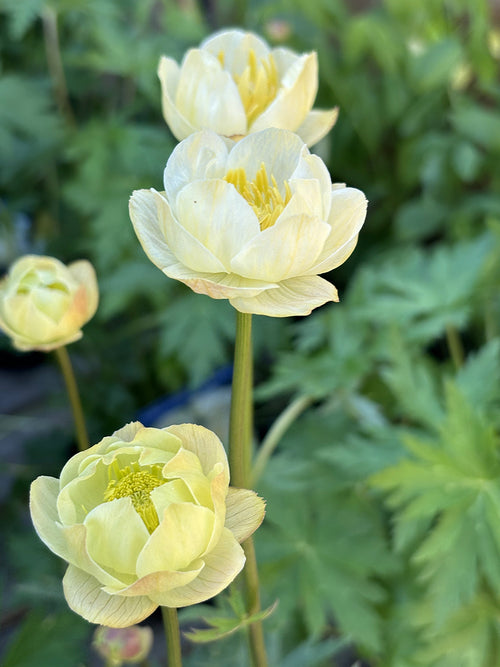 Halfgevulde bloemen van Trollius 'Cheddar'