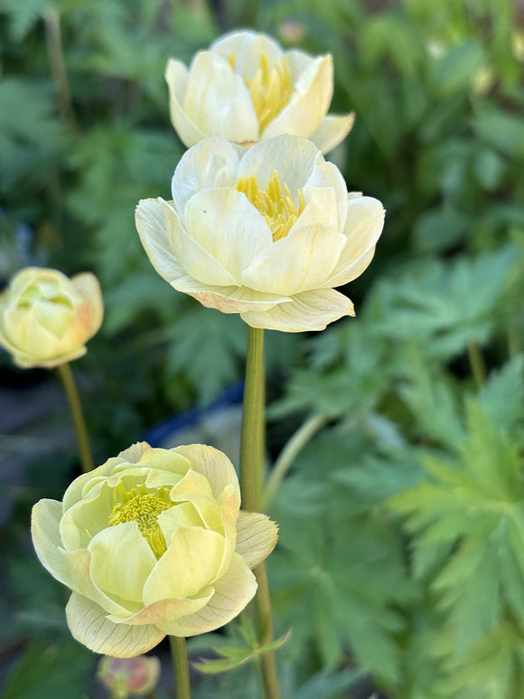 Halfgevulde bloemen van Trollius 'Cheddar'