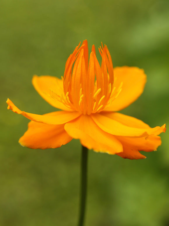 Trollius 'Golden Queen' in bloei