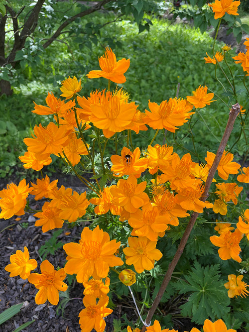 Trollius 'Golden Queen' met donkergroen blad