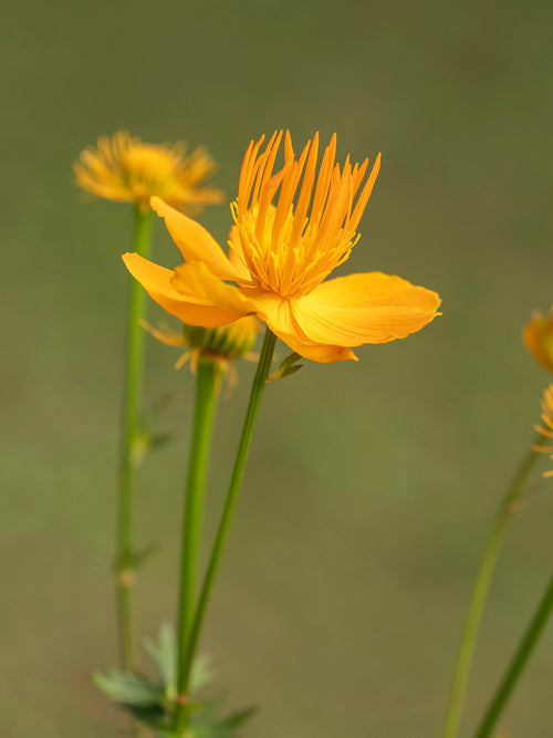 Grote goudgele bloemen van Trollius 'Golden Queen'