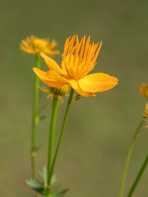 Grote goudgele bloemen van Trollius 'Golden Queen'