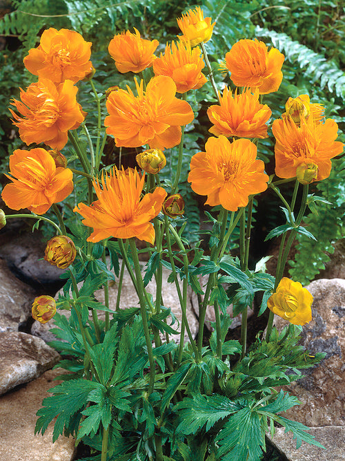 Trollius 'Golden Queen' met goudgele bloemen