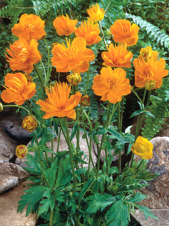 Trollius 'Golden Queen' met goudgele bloemen