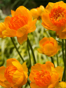 Trollius Orange Crest (Kogelbloem)