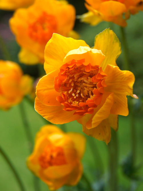 Oranjegele bloemen van Trollius 'Orange Crest'