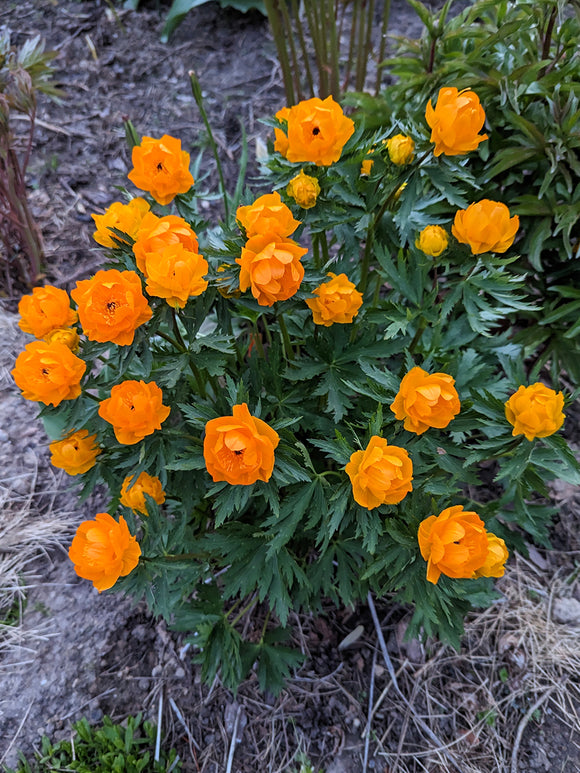 Trollius 'Orange Crest' in bloei