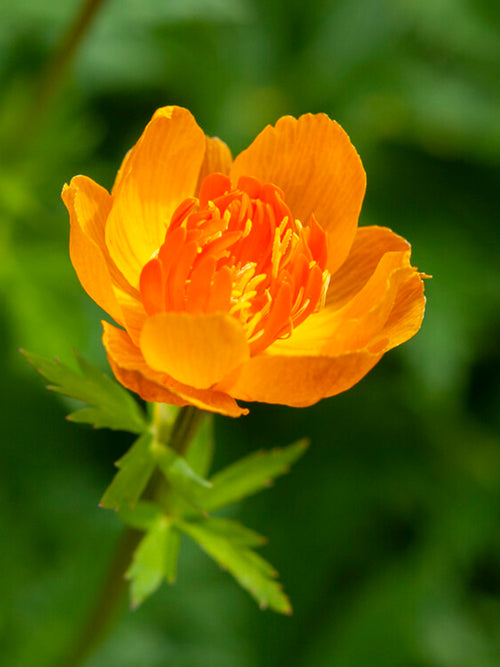 Trollius 'Orange Crest' met oranjegele bloemen