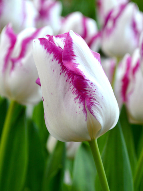 Tulpenbollen Affaire