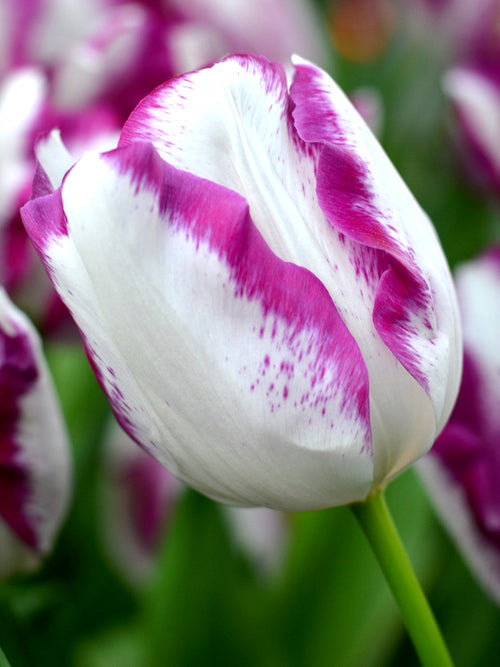 Tulpenbollen Kopen Affaire