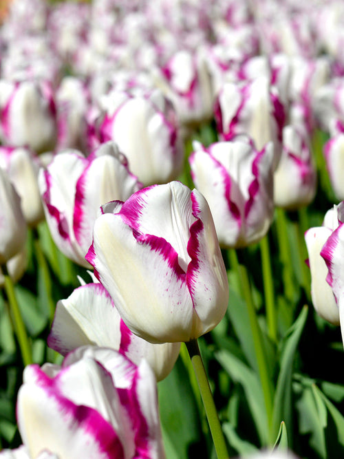 Paars en witte Tulpenbollen Affaire