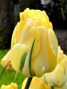 Tulp Akebono
