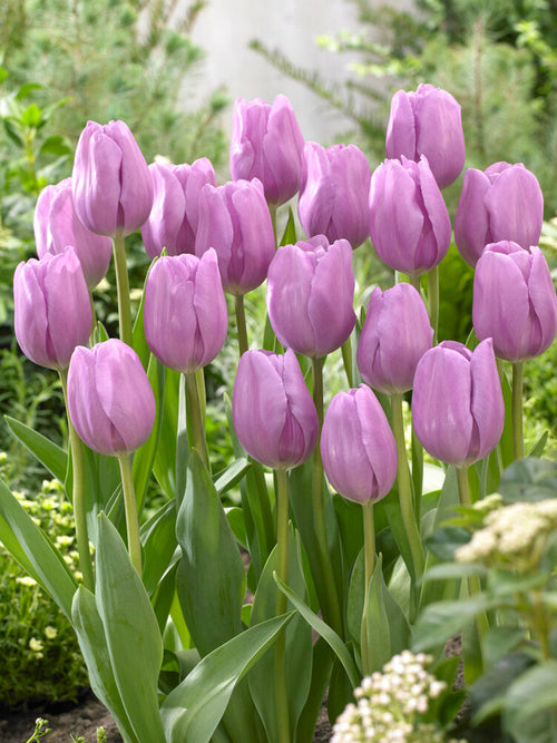 Tulpenbollen Alibi®bestellen - Tulpen