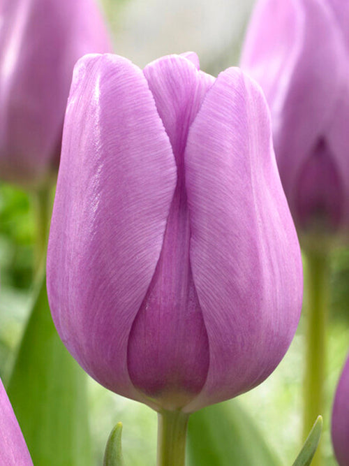Tulpenbollen Alibi®bestellen - Tulpen