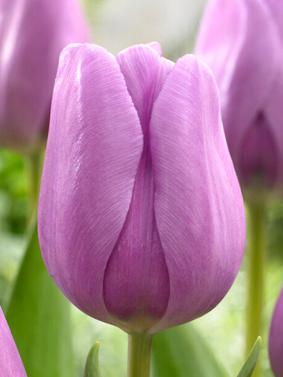 Tulpenbollen Alibi®bestellen - Tulpen