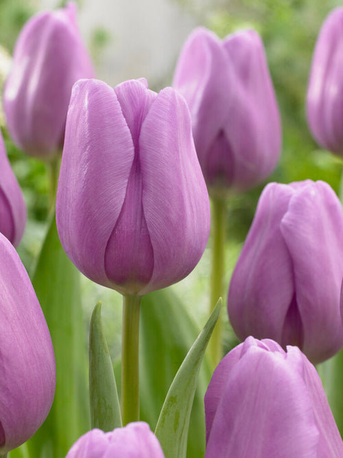 Tulpenbollen Alibi®bestellen - Tulpen