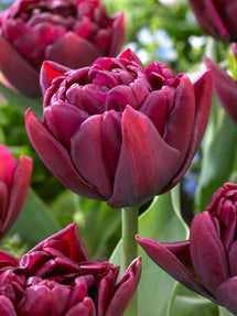 Tulp Alison Bradley