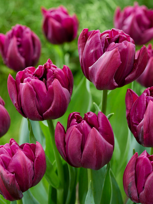 Close-up van Tulp Alison Bradley met gelaagde bloemblaadjes