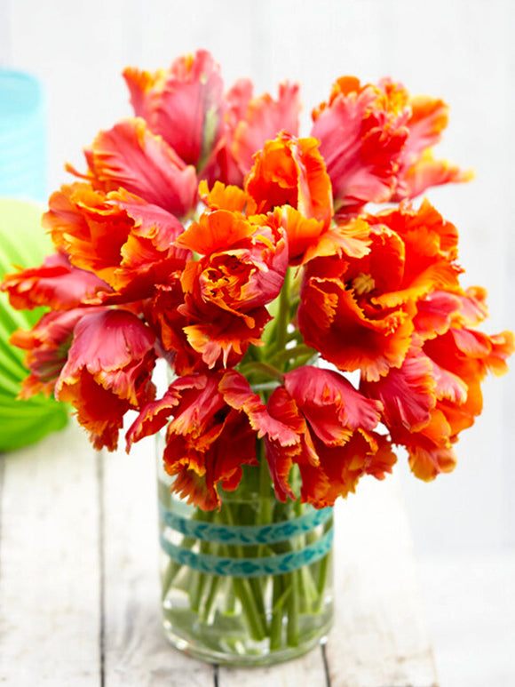 Tulip Bulbs Amazing Parrot DutchGrown™ 