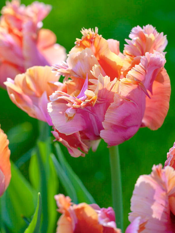 Tulip Bulbs Amazing Parrot