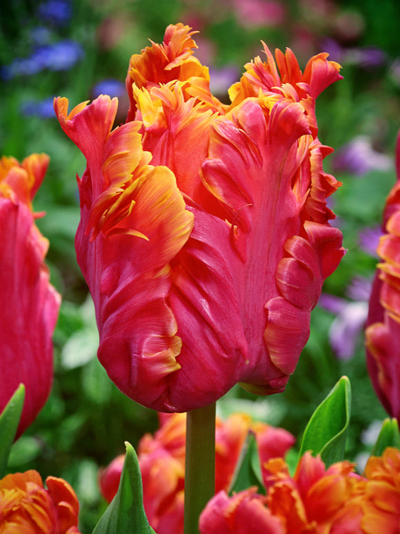 Tulip Bulbs Amazing Parrot DutchGrown™ 