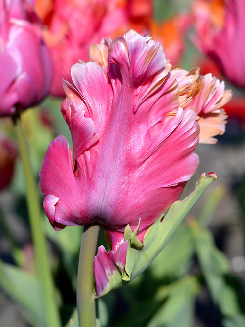 Tulip Bulbs Amazing Parrot DutchGrown™ 