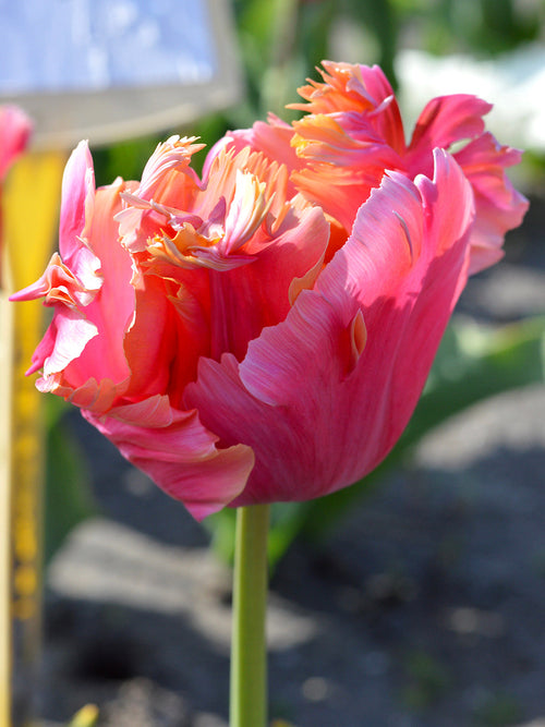 Tulip Bulbs Amazing Parrot DutchGrown™ 