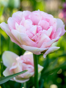 Tulp Angelique