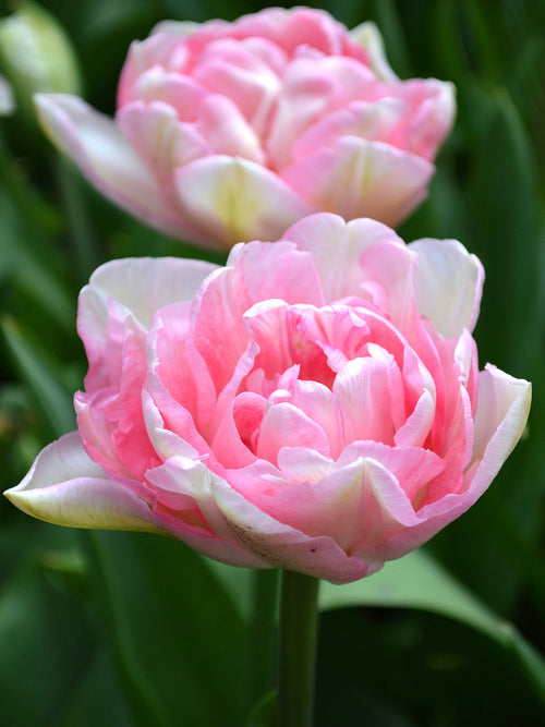 Angelique Tulip Bulbs from Holland