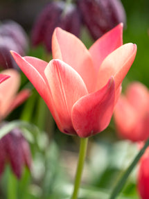 Tulp Annika