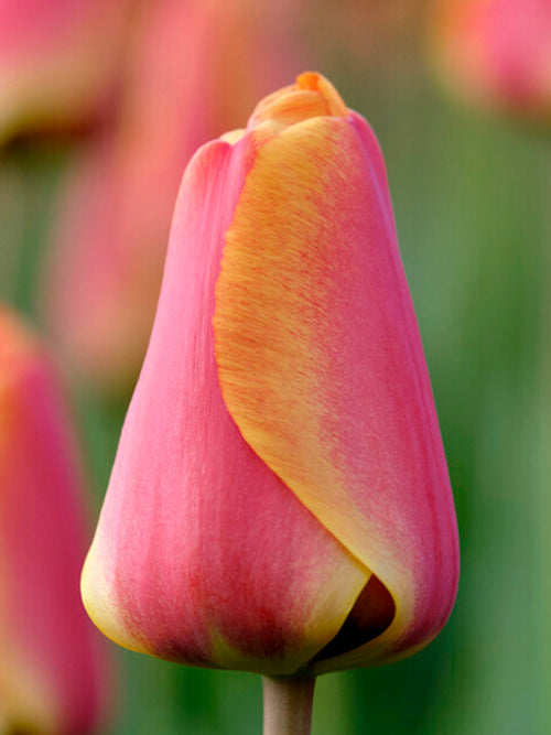 Tulip Bulbs Apeldoorn's Elite