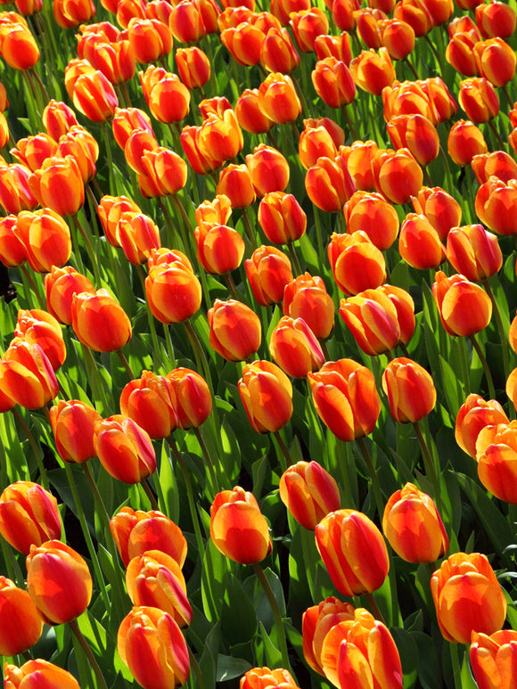 Buy Tulip Bulbs Apeldoorn's Elite