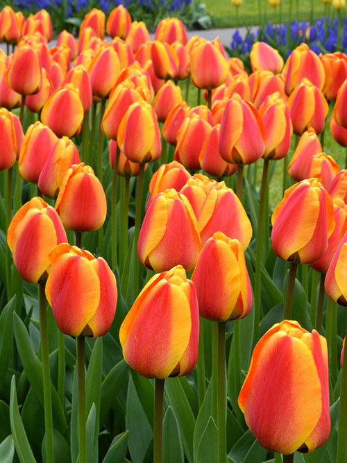 Tulip Apeldoorn's Elite Flower Bulbs