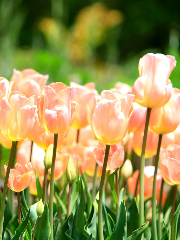 Tulip Bulbs Apricot Giant